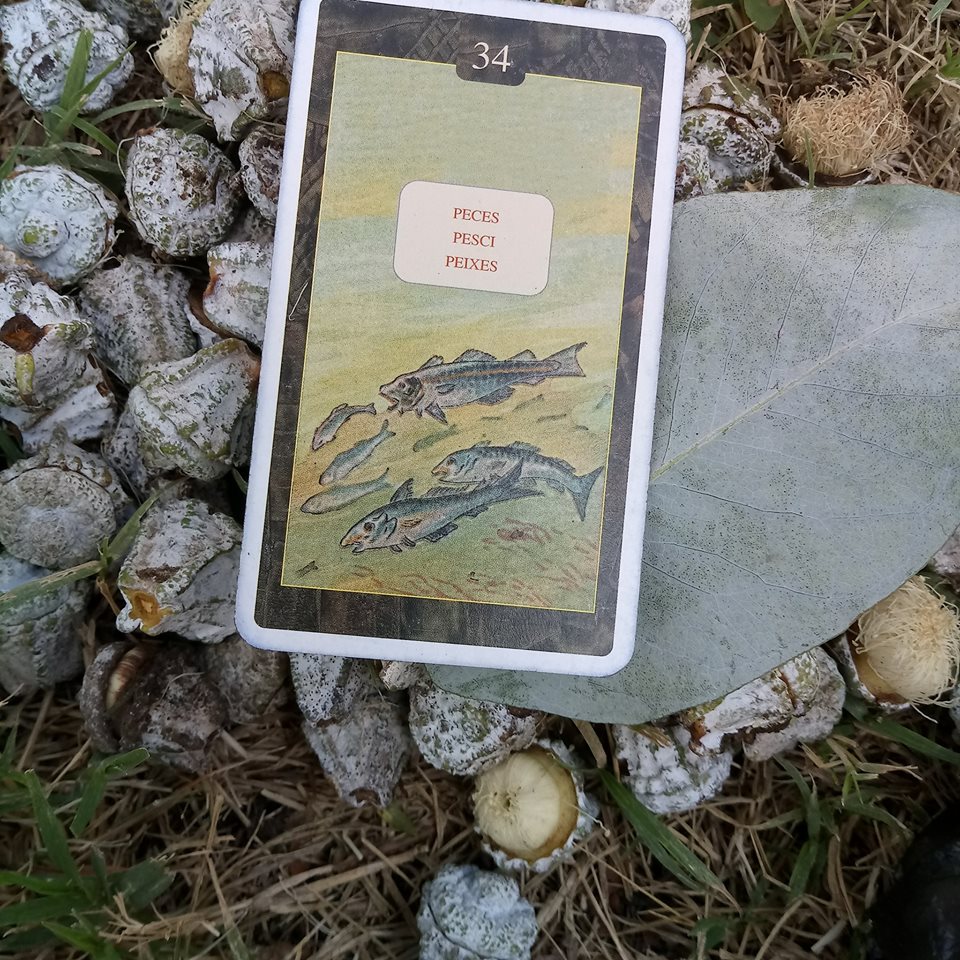 31919497_10214610899642909_6861230514720735232_n